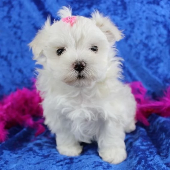 pomeranian mini | Foto 0