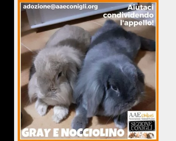 gray e nocciolino cercano casa in coppia