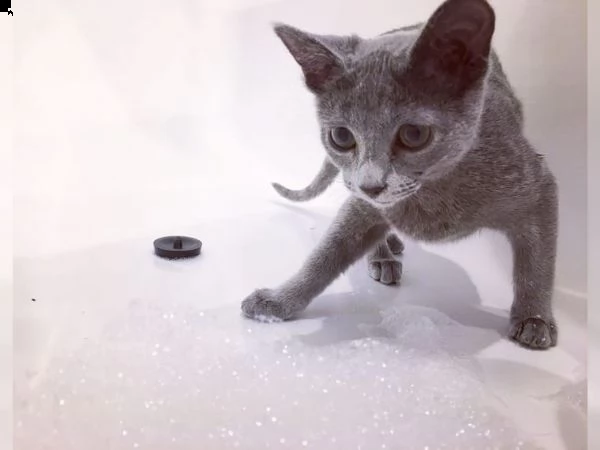 cuccioli di blu di russia | Foto 1