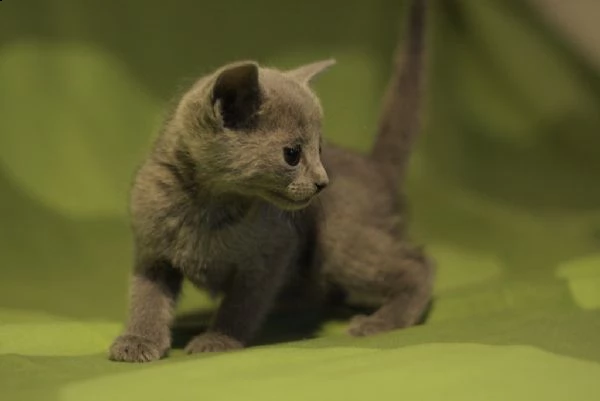 cuccioli di blu di russia | Foto 0