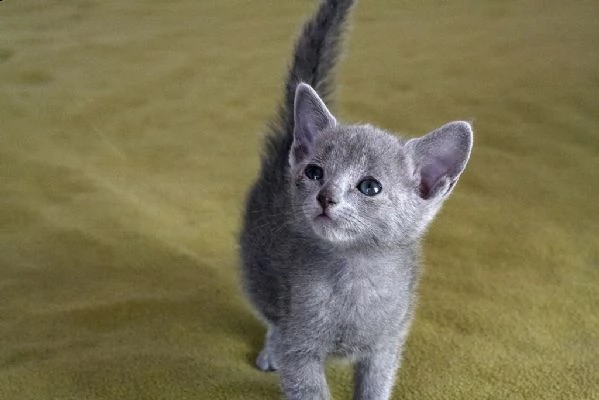 cuccioli di blu di russia 5 | Foto 6