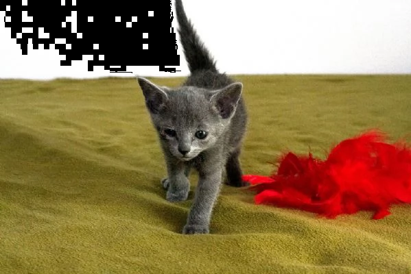 cuccioli di blu di russia 5 | Foto 5