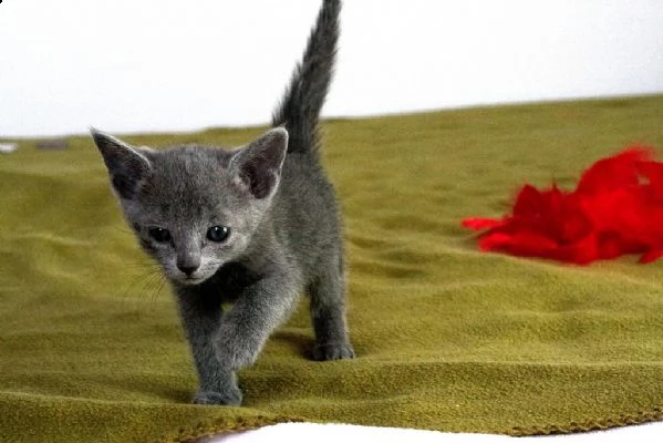 cuccioli di blu di russia 5 | Foto 4