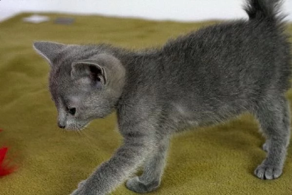 cuccioli di blu di russia 5 | Foto 3