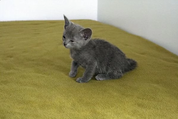 cuccioli di blu di russia 5 | Foto 2