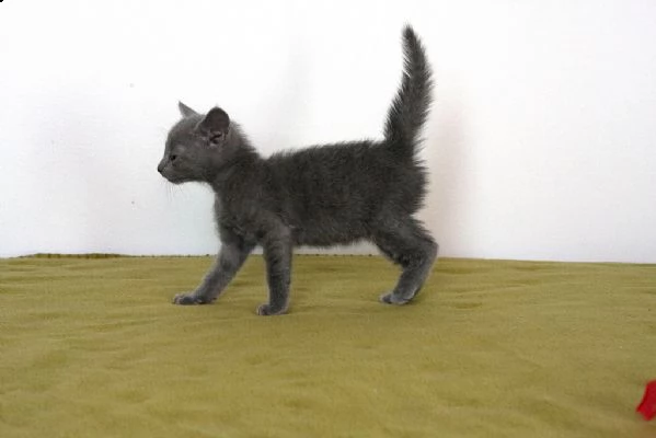 cuccioli di blu di russia 5 | Foto 1