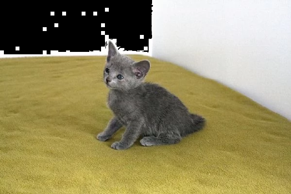 cuccioli di blu di russia 5 | Foto 0