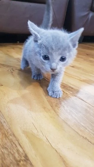 vende cuccioli di pura razza  blu di russia | Foto 2