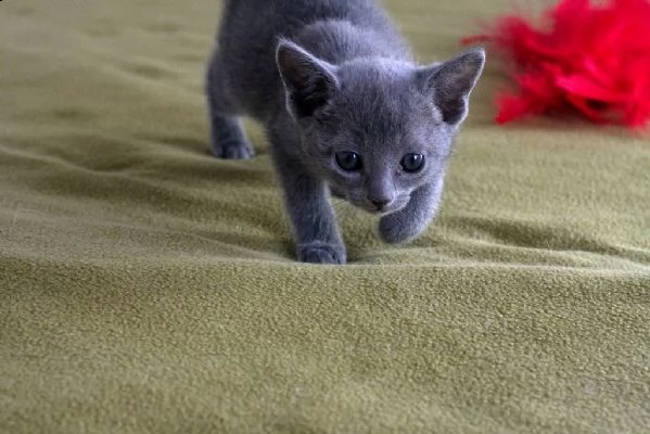 vende cuccioli di pura razza  blu di russia | Foto 1