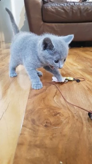 vende cuccioli di pura razza  blu di russia | Foto 0
