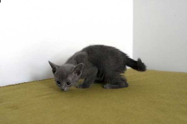 vende cuccioli di pura razza  blu di russia