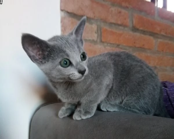 bellissimi cuccioli blu di russia