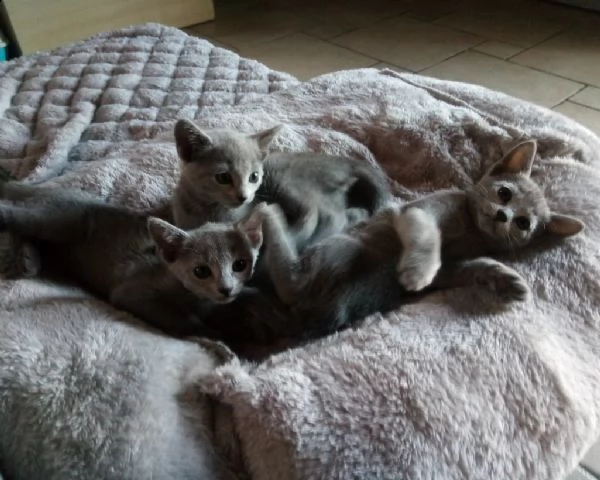 bellissimi cuccioli blu di russia | Foto 1