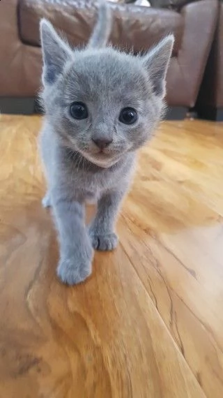 bellissimi cuccioli blu di russia | Foto 0