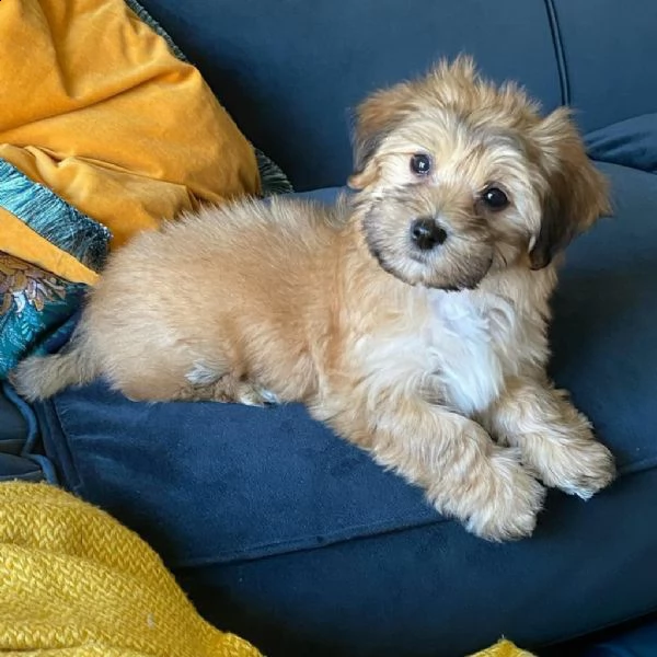 cuccioli in vendita