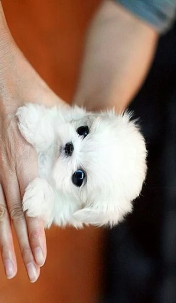 //////maltese toy //////
