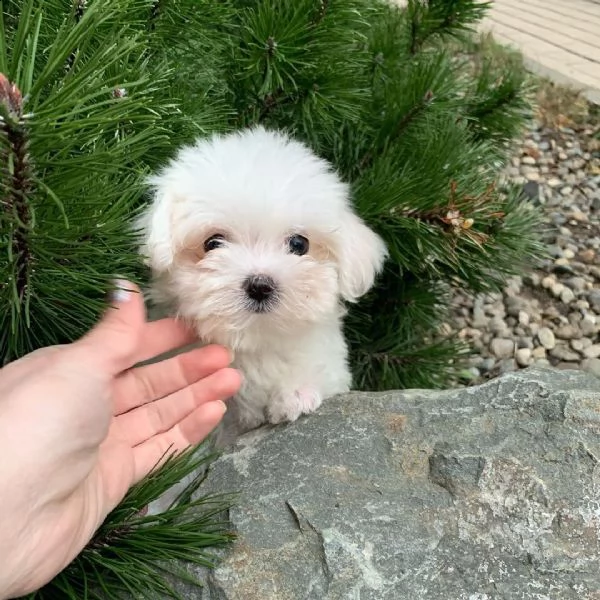 regalo cuccioli maltese 3mesi | Foto 0