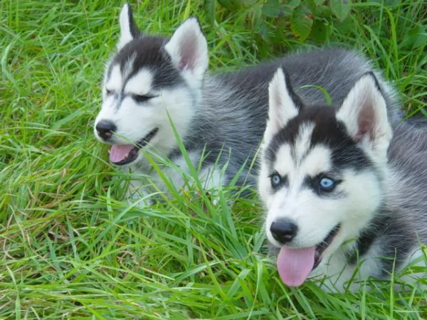 splendidi cuccioli di husky