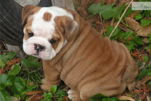 cuccioli di bulldog inglese disponibili | Foto 0