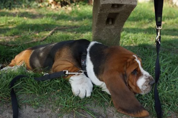 meravigliosa cucciolata di bassethound | Foto 0