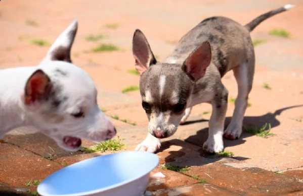 cuccioli di chihuahua con pedigree enci | Foto 0