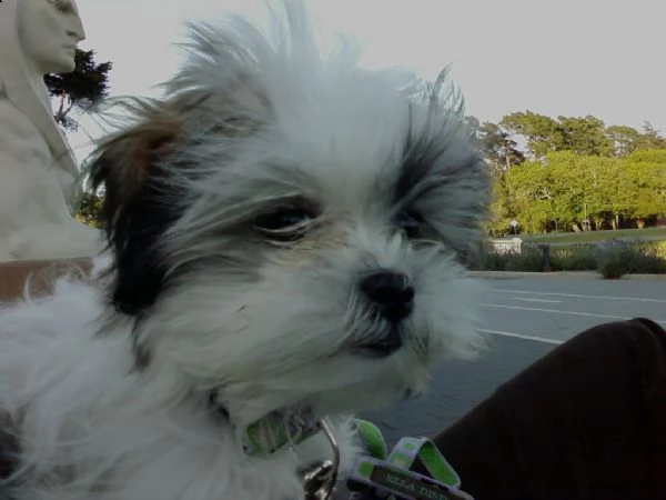 cuccioli di shitzu con pedigree enci | Foto 2