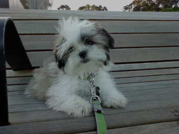 cuccioli di shitzu con pedigree enci | Foto 1