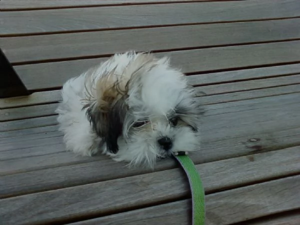 cuccioli di shitzu con pedigree enci | Foto 0