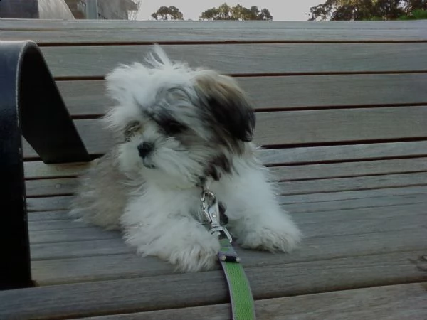 cuccioli di shitzu con pedigree enci