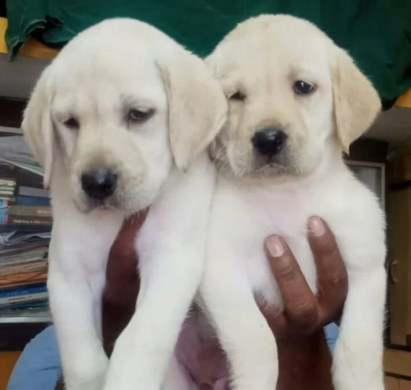 regalo cucciolata di labrador retriever