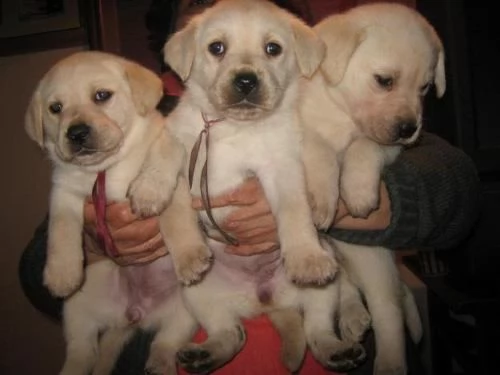 regalo labrador cioccolato cuccioli!!