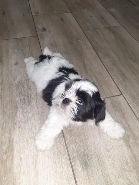 regalo shih tzu cuccioli disponibile per l'adozione