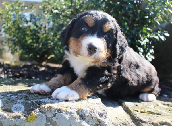 cuccioli bovaro del bernese in regalo