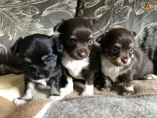 regalo cuccioli dolce e bella chihuahua toy..