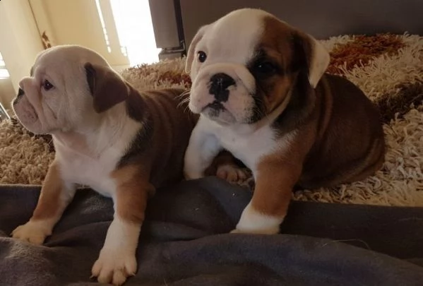 regalo bulldog inglese cuccioli disponibili....