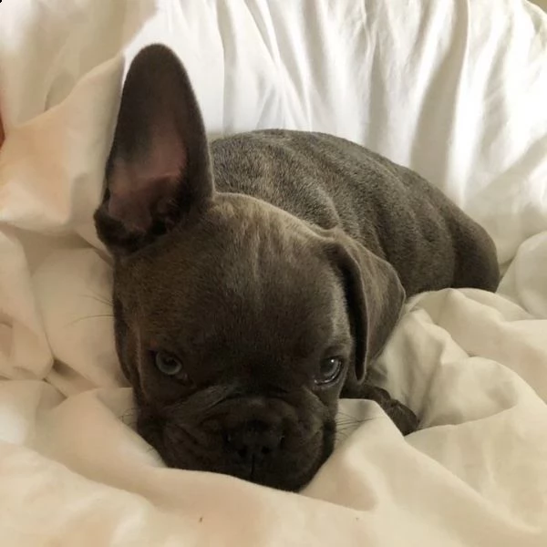 vendo cuccioli di bulldog francese ottimi e sani.