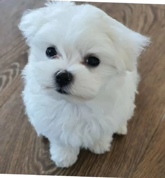 maltese cuccioli toy 