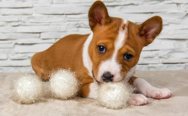 bellissimi cuccioli basenji con pedigree | Foto 1