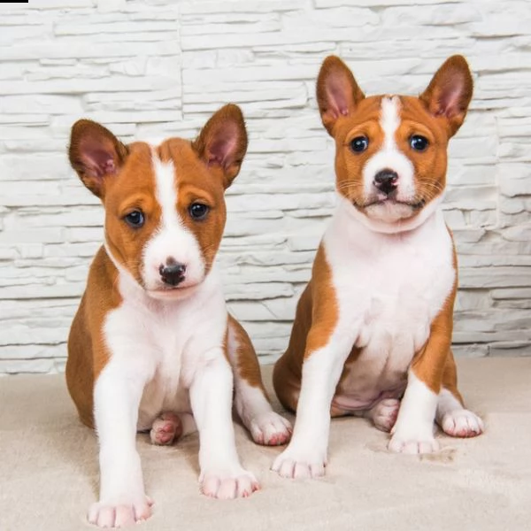 bellissimi cuccioli basenji con pedigree