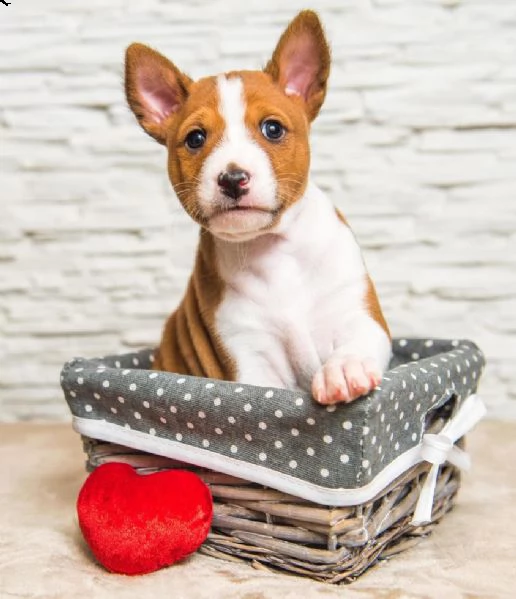 bellissimi cuccioli basenji con pedigree | Foto 0