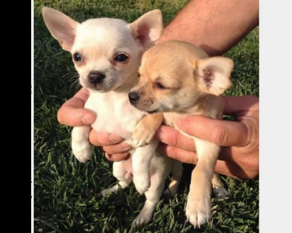 cuccioli di chihuahua maschio e femmina