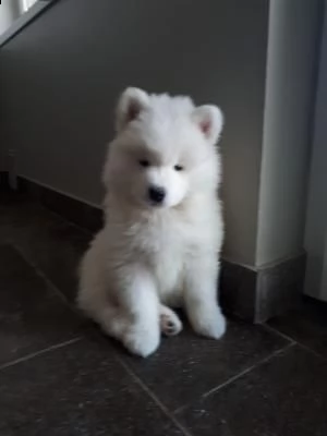 cucciolo samoiedo pura razza ottimo pedegree