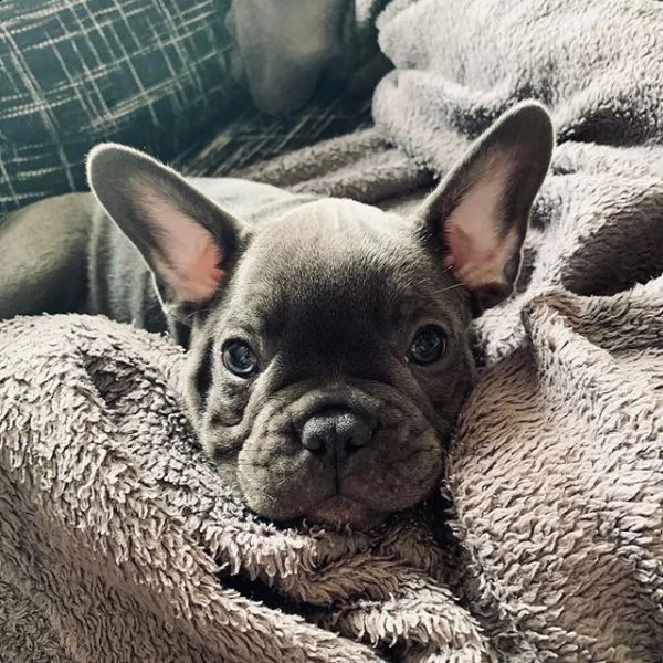 vendesi adorabili cuccioli di bulldog francese.
