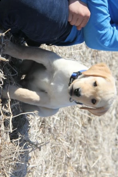 labrador
