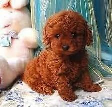 #barboncion mina | Foto 0