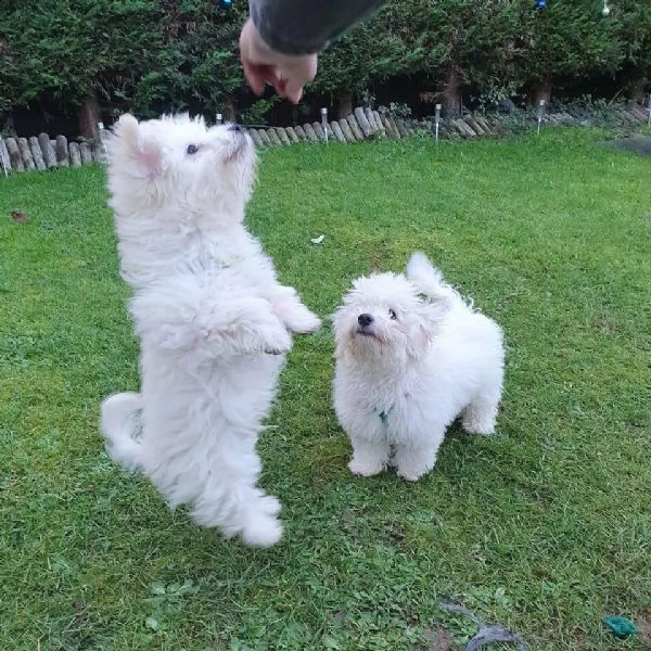 cuccioli maltese mini #toy