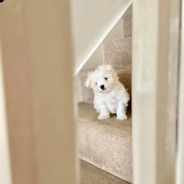 cuccioli maltese mini #toy | Foto 0