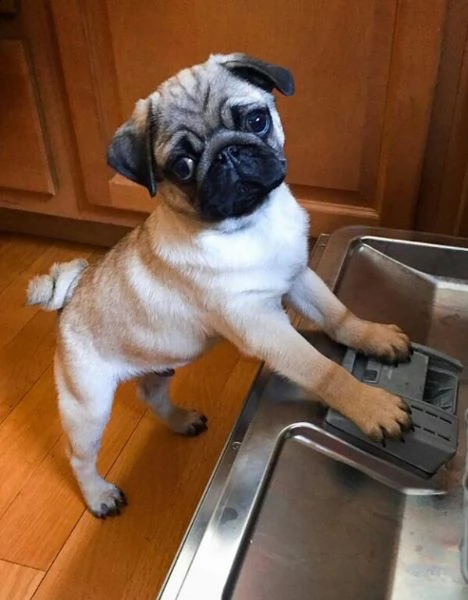 cucciolo carlino da privato