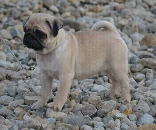 cucciolo carlino da privato | Foto 0