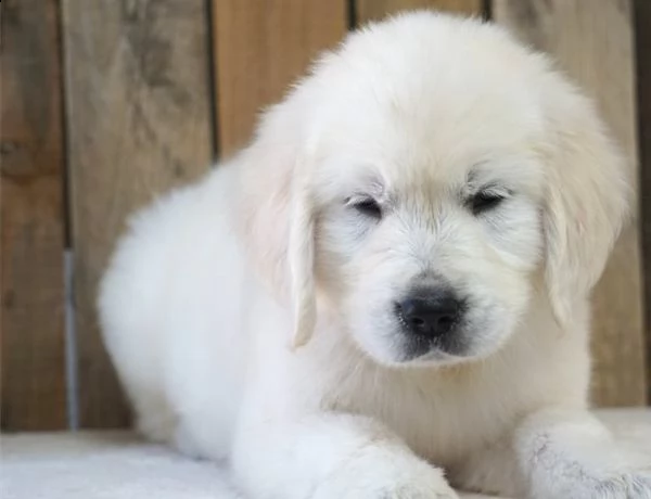  cuccioli di golden retriever con pedigree | Foto 2